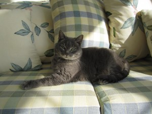 Jinx in the Sunroom