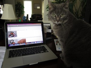 jinx blogger kitty